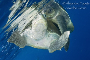 Turtles in Love, Puerto Vallarta Mexico by Alejandro Topete 